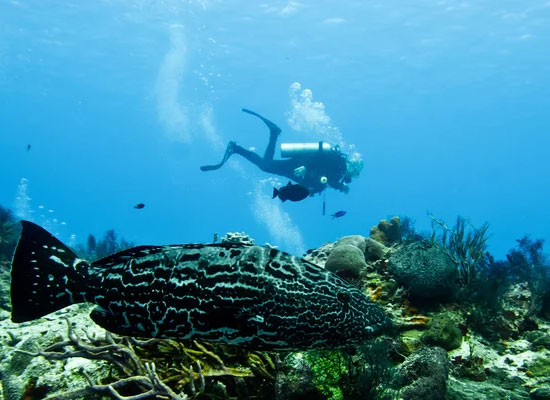Snorkel With Sharks (Safely!)