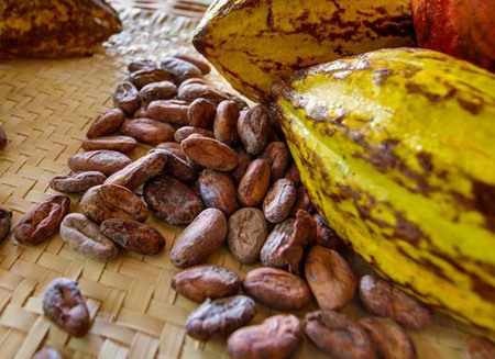 Maya Chocolate Tour