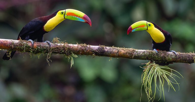 Where to Find the Best Wildlife and Bird Watching in Belize