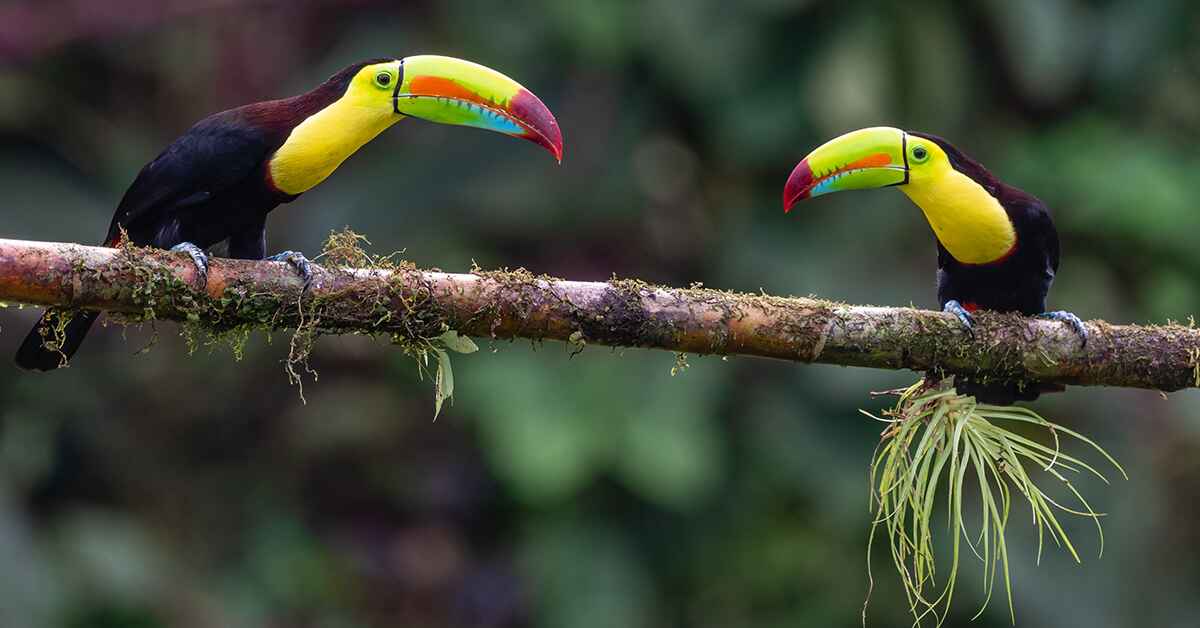 Where to Find the Best Wildlife and Bird Watching in Belize