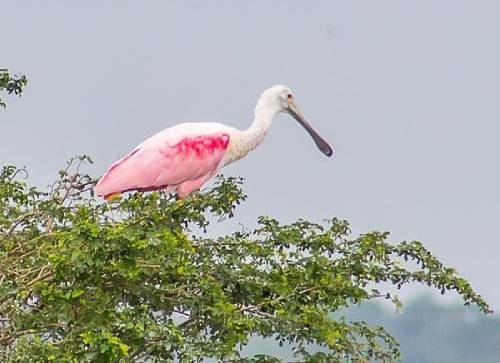 Birdwatcher’s Paradise