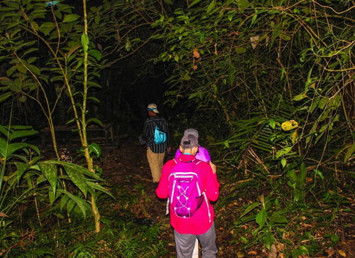 Jungle Night Walks
