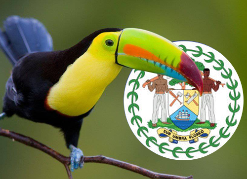 Ramphastos sulfuratus