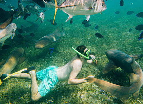 Snorkel at Hol Chan Marine Reserve