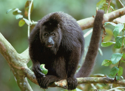 Wildlife Encounters