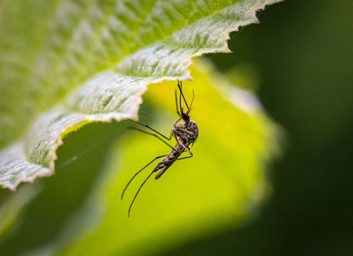 Are bugs and mosquitos worse during the rainy season?