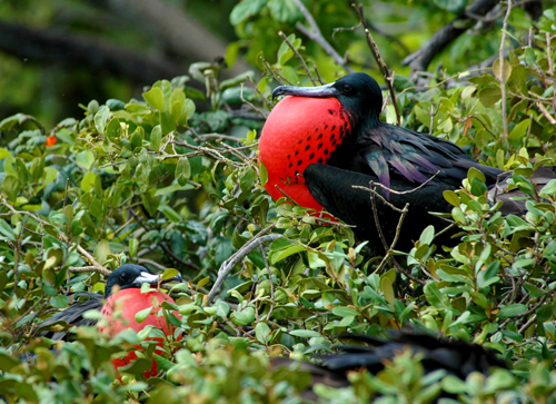 Birding