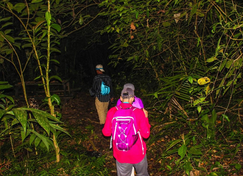 Night Tour in the Jungle