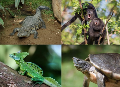 Other Wildlife