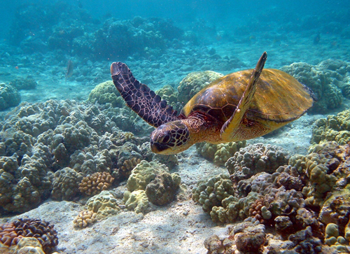 Sea Turtles