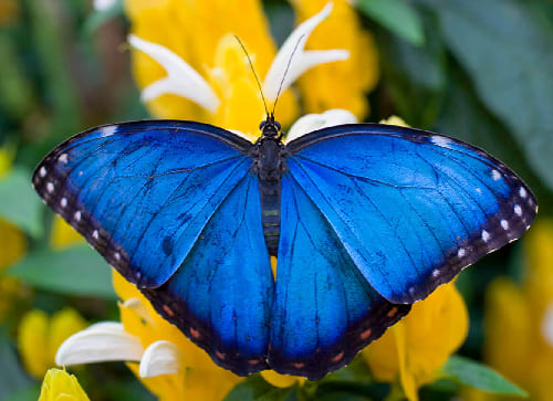 Butterfly Farm at Green Hills