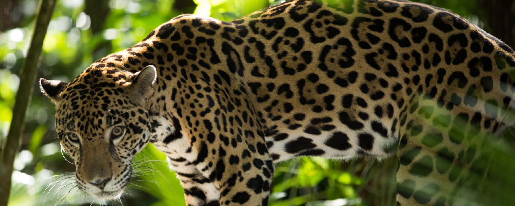 Wildlife Photography by Month