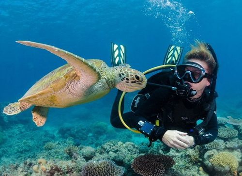 Diving Trips