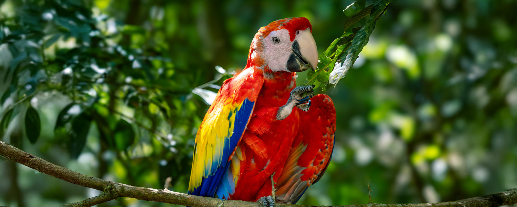 Spot Scarlet Macaws