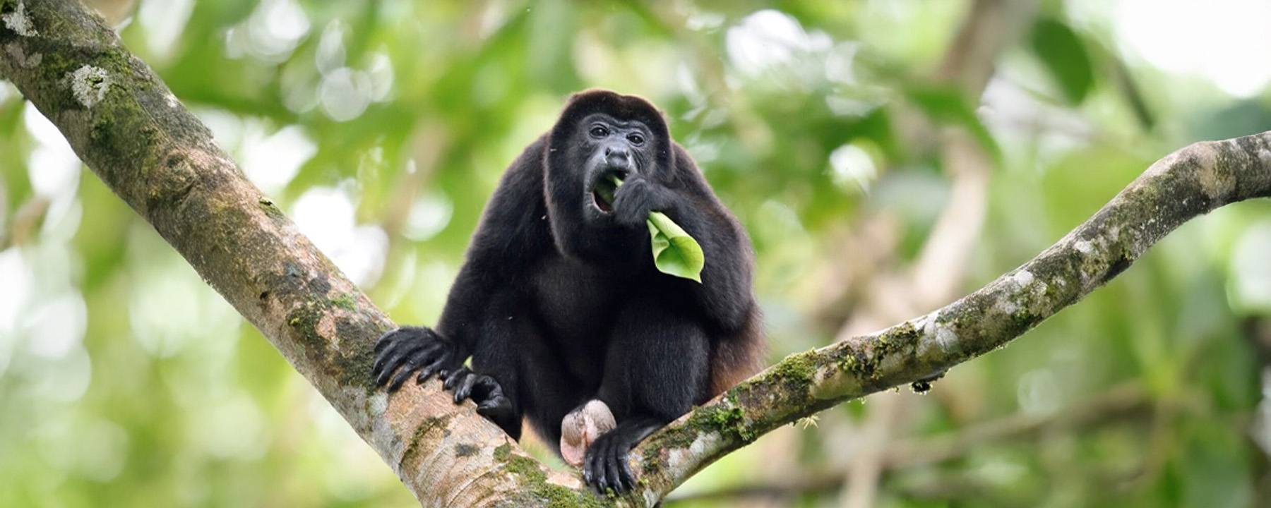 Spot Monkeys